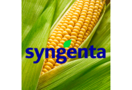 СИ Фотон Форс Зеа - кукуруза, 80 000 семян, Syngenta Голландия фото, цена